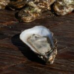 Charleston’s Shell Fish Harvesting Season Kicks Off Today