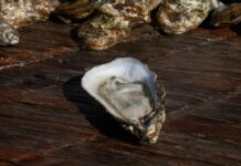 Charleston’s Shell Fish Harvesting Season Kicks Off Today