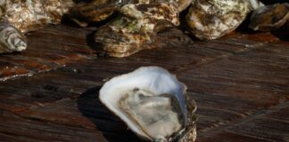 Charleston’s Shell Fish Harvesting Season Kicks Off Today