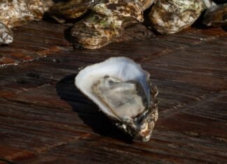 Charleston’s Shell Fish Harvesting Season Kicks Off Today