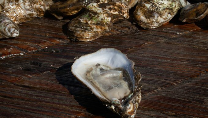 Charleston’s Shell Fish Harvesting Season Kicks Off Today