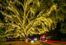Light Up the Night: Discover the Magic of James Island’s Holiday Festival of Lights