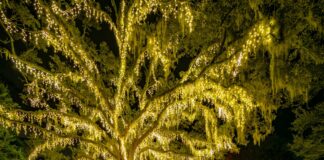 Light Up the Night: Discover the Magic of James Island’s Holiday Festival of Lights