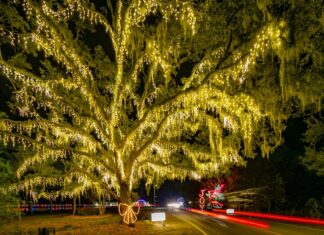 Light Up the Night: Discover the Magic of James Island’s Holiday Festival of Lights