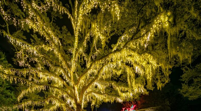Light Up the Night: Discover the Magic of James Island’s Holiday Festival of Lights