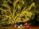 Light Up the Night: Discover the Magic of James Island’s Holiday Festival of Lights
