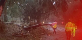 Storm Cleanup Underway: Charleston Faces Ongoing Road Closures and Power Outages