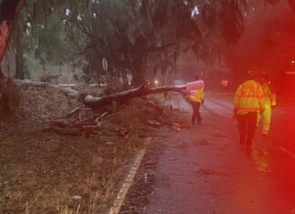 Storm Cleanup Underway: Charleston Faces Ongoing Road Closures and Power Outages