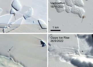 Satellite Images of Poop Stains Uncover New Colonies of Endangered Empire Penguins