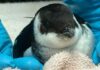 Small Arctic Penguin-Like Birds Washing Ashore South Carolina Beaches Due To Severe Weather