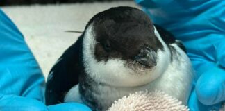 Small Arctic Penguin-Like Birds Washing Ashore South Carolina Beaches Due To Severe Weather