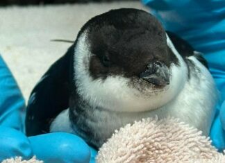 Small Arctic Penguin-Like Birds Washing Ashore South Carolina Beaches Due To Severe Weather