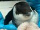 Small Arctic Penguin-Like Birds Washing Ashore South Carolina Beaches Due To Severe Weather