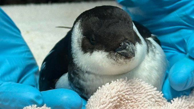 Small Arctic Penguin-Like Birds Washing Ashore South Carolina Beaches Due To Severe Weather