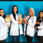 Affordable Vet Care Comes to Oldsmar: Harmony Vet Care Expansion