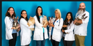 Affordable Vet Care Comes to Oldsmar: Harmony Vet Care Expansion