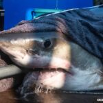 Shark Alert: Massive Great Whites Spotted Near Florida’s Coastline!