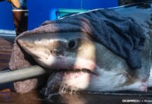 Shark Alert: Massive Great Whites Spotted Near Florida’s Coastline!