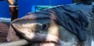 Shark Alert: Massive Great Whites Spotted Near Florida’s Coastline!