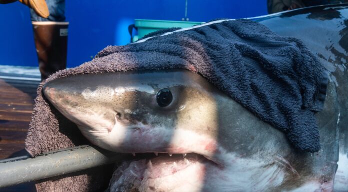 Shark Alert: Massive Great Whites Spotted Near Florida’s Coastline!