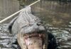 Chunky 500-Pound Alligator Relocated: Temple Terrace Residents Relieved!