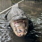 Chunky 500-Pound Alligator Relocated: Temple Terrace Residents Relieved!