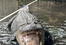 Chunky 500-Pound Alligator Relocated: Temple Terrace Residents Relieved!