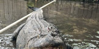 Chunky 500-Pound Alligator Relocated: Temple Terrace Residents Relieved!