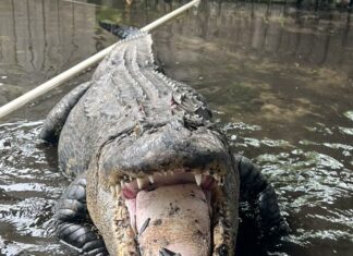 Chunky 500-Pound Alligator Relocated: Temple Terrace Residents Relieved!