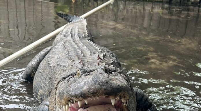 Chunky 500-Pound Alligator Relocated: Temple Terrace Residents Relieved!