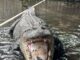 Chunky 500-Pound Alligator Relocated: Temple Terrace Residents Relieved!