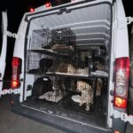 Bradenton Shelter Overwhelmed with 55 Dogs from Hoarding Situation