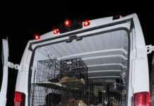 Bradenton Shelter Overwhelmed with 55 Dogs from Hoarding Situation