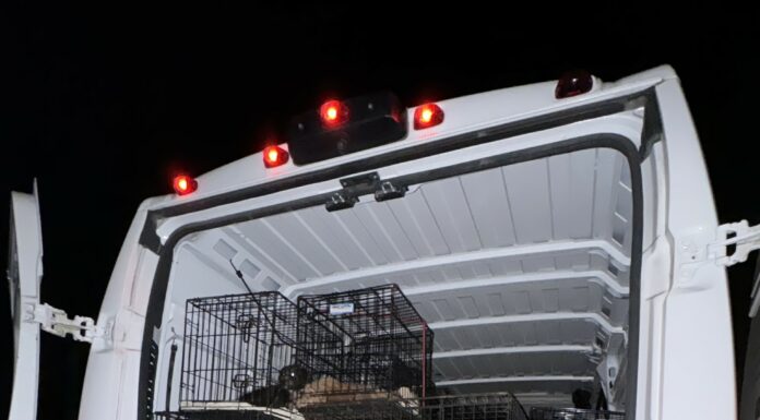 Charleston Animal Shelter Pleads For Foster Families As Animal Numbers Skyrocket