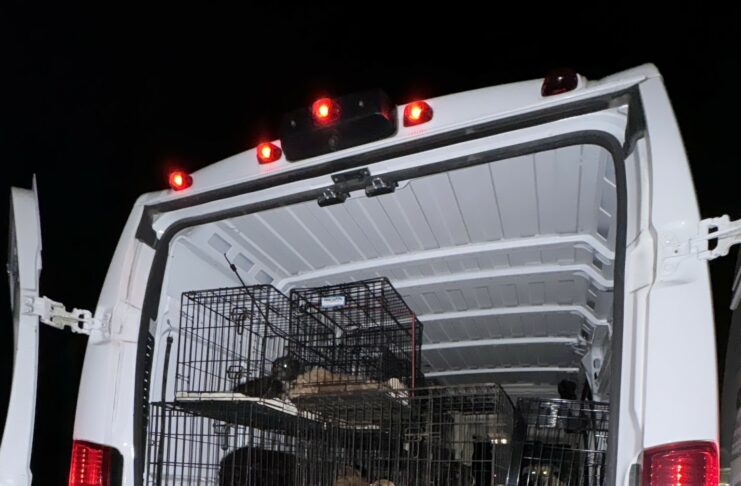 Bradenton Shelter Overwhelmed with 55 Dogs from Hoarding Situation