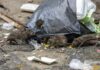 Tampa’s ‘Ratopia’: Rapidly Growing Rodent City at Florida and Hillsborough