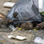 Tampa’s ‘Ratopia’: Rapidly Growing Rodent City at Florida and Hillsborough