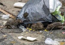 Tampa’s ‘Ratopia’: Rapidly Growing Rodent City at Florida and Hillsborough