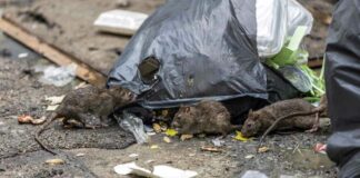 Tampa’s ‘Ratopia’: Rapidly Growing Rodent City at Florida and Hillsborough