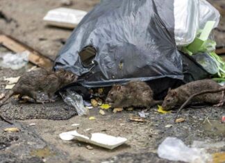 Tampa’s ‘Ratopia’: Rapidly Growing Rodent City at Florida and Hillsborough