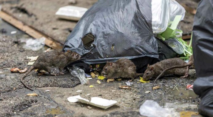 Tampa’s ‘Ratopia’: Rapidly Growing Rodent City at Florida and Hillsborough