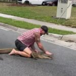 Florida Man vs. Gator Showdown: Watch Barefoot Hero Wrestle 8-Foot Alligator