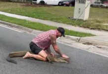 Florida Man vs. Gator Showdown: Watch Barefoot Hero Wrestle 8-Foot Alligator