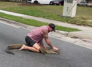 Florida Man vs. Gator Showdown: Watch Barefoot Hero Wrestle 8-Foot Alligator