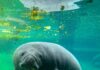 ZooTampa Mourns Loss of Beloved Manatee Juliet