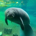 ZooTampa Mourns Loss of Beloved Manatee Juliet