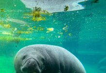 ZooTampa Mourns Loss of Beloved Manatee Juliet