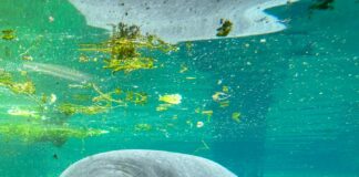 ZooTampa Mourns Loss of Beloved Manatee Juliet