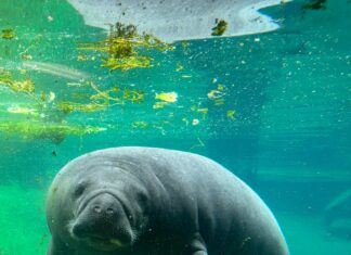 ZooTampa Mourns Loss of Beloved Manatee Juliet