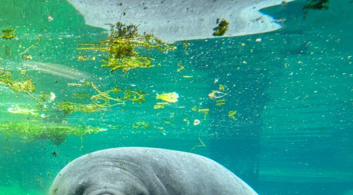 ZooTampa Mourns Loss of Beloved Manatee Juliet